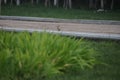 two Common hoopoe or upupa