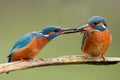 Two common kingfishers, alcedo atthis passing a fish one to another.