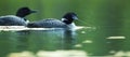 Two Common Loons in a Alberta Lake, Canada Royalty Free Stock Photo