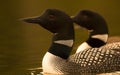 Two Common Loons swimming side by side in a Alberta Lake, Canada Royalty Free Stock Photo