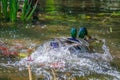 Two common mallard duck male, fight about the female.