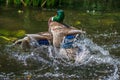 Two common mallard duck male, fight about the female.