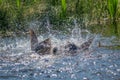 Two common mallard duck male, fight about the female.