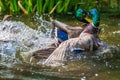 Two common mallard duck male, fight about the female. Royalty Free Stock Photo