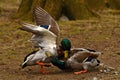 Two Common mallard duck male, fight in the spring about the female