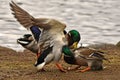 Two Common mallard duck male, fight in the spring about the female Royalty Free Stock Photo