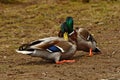 Two Common mallard duck male, fight in the spring about the female