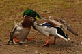 Two Common mallard duck male, fight in the spring about the female