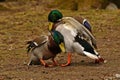 Two Common mallard duck male, fight in the spring about the female