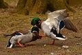 Two Common mallard duck male, fight in the spring about the female