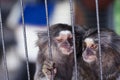 Two common marmoset or small monkey in steel cage Royalty Free Stock Photo