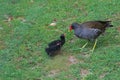 Two common moorhen chicks beg for food from the parent bird.