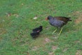 Two common moorhen chicks beg for food from the parent bird.