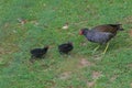 Two common moorhen chicks beg for food from the parent bird.