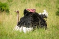 Two common ostrich mating in long grass