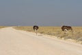 Two common ostriches struthio camelus in the Etosha National Park