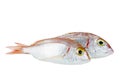 Two common pandora fishes pagellus erythrinus isolated on white