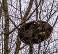 Two common raccoons sleeping intimately together high up in a tree, tropical animal from America Royalty Free Stock Photo