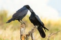 Two common raven feeding each other on branch in spring