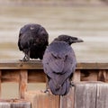 Two Common Ravens Corvus corax interacting Royalty Free Stock Photo