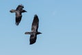 Two Common Ravens Flying in a Blue Sky Royalty Free Stock Photo