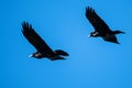 Two Common Ravens Flying in a Blue Sky Royalty Free Stock Photo