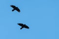 Two Common Ravens Flying in a Blue Sky Royalty Free Stock Photo