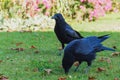 Two Common Ravens (Corvus corax) Royalty Free Stock Photo