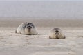 Two common seals basking in the sun on a sandbank in the Wadden Sea