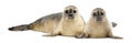 Two Common seals lying and looking Royalty Free Stock Photo