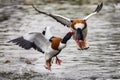 Shelduck ducks fighting Royalty Free Stock Photo