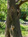 Two Common Squirrel Monkeys sit on the tree in their enclosure in Prague Zoo in Czech Republic Royalty Free Stock Photo