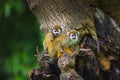 Two common squirrel monkeys sitting on a tree branch Royalty Free Stock Photo