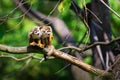 Two common squirrel monkeys sitting on a tree branch Royalty Free Stock Photo