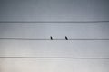 Two common starling birds - Sturnus vulgaris on electrical cord during snowfall