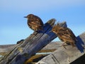 Two common starlings