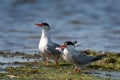 Two common tern with prey in natural habitat sterna hirundo Royalty Free Stock Photo