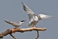 Two common terns sit on a branch Royalty Free Stock Photo