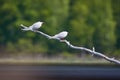 Two common terns sitting on a tree branch. Beautiful white birds green forest on the background. Royalty Free Stock Photo