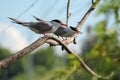 Two common terns sitting on tree branch Royalty Free Stock Photo