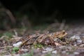 Two common toads in the forest outdoors at night. Bufo bufo in Switzerland Royalty Free Stock Photo