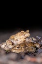 Two common toads in the forest outdoors at night. Bufo bufo in Switzerland Royalty Free Stock Photo