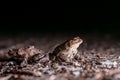 Two common toads in the forest outdoors at night. Bufo bufo in Switzerland Royalty Free Stock Photo