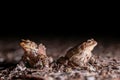Two common toads in the forest outdoors at night. Bufo bufo in Switzerland Royalty Free Stock Photo