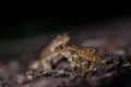 Two common toads in the forest outdoors at night. Bufo bufo in Switzerland Royalty Free Stock Photo