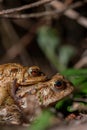 Two common toads in the forest outdoors at night. Bufo bufo in Switzerland Royalty Free Stock Photo
