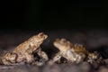 Two common toads in the forest outdoors at night. Bufo bufo in Switzerland Royalty Free Stock Photo