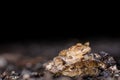 Two common toads in the forest outdoors at night. Bufo bufo in Switzerland Royalty Free Stock Photo