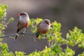 Two Common Waxbills