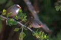 Two Common Waxbills